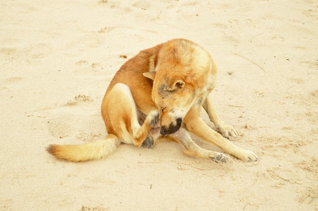 犬が足で顔を触っている時の心理３つ