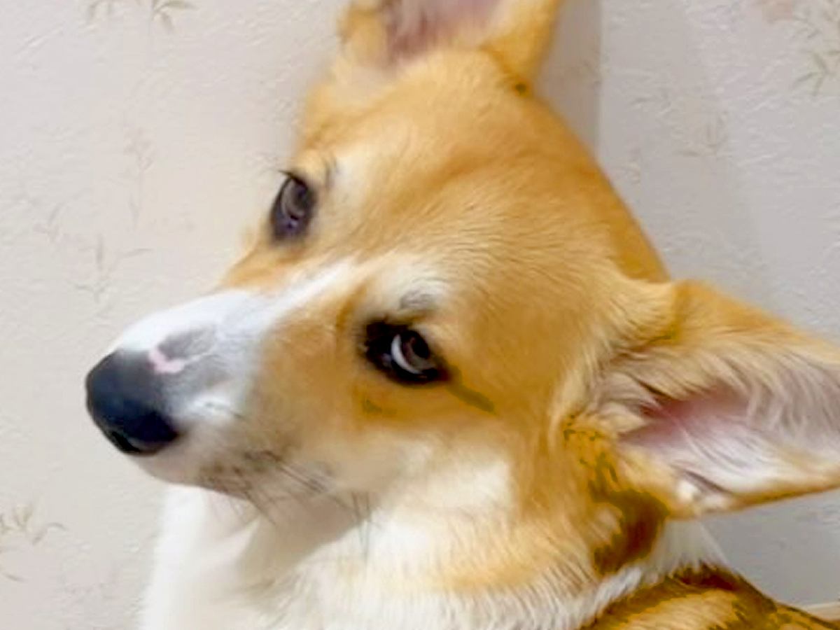 トイレ行くと毎回ついて来る犬→構ってほしいのかと思いきや…想定外だった『まさかの態度』が121万再生「面倒くさそうｗ」「顔がｗ」と爆笑