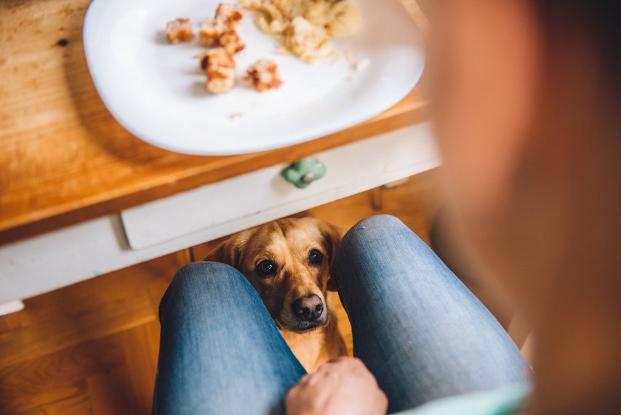 犬が飼い主の食事をジッと見つめる心理３選