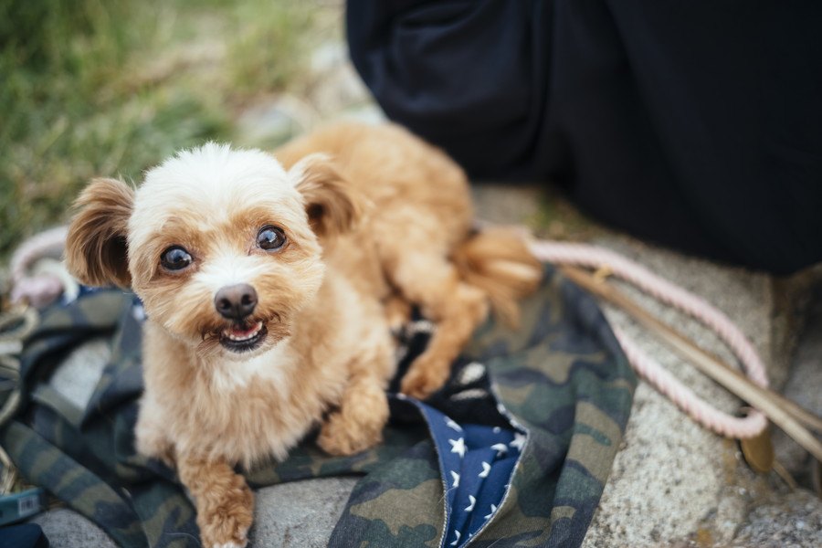 犬は人の言葉が分かる？話しかけを理解していると感じる時４つ