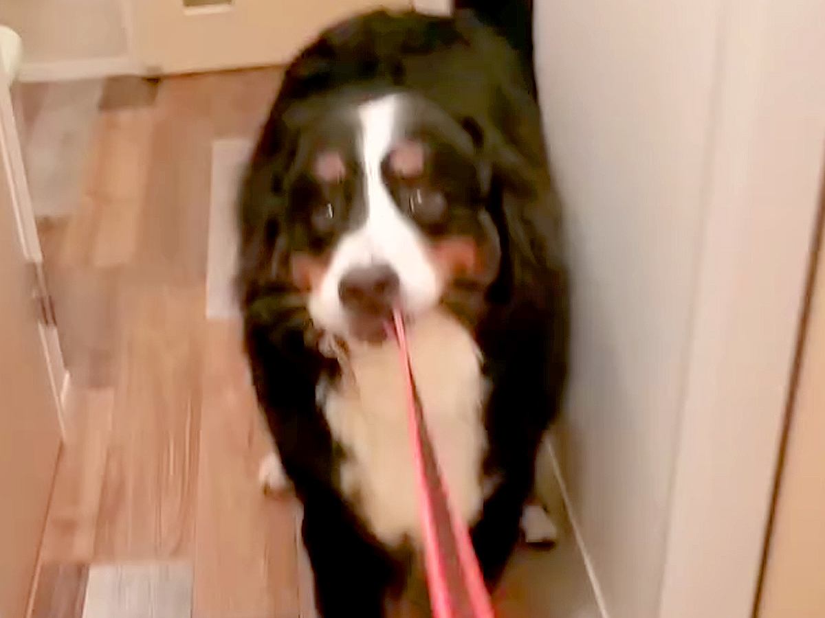 夜、大型犬の散歩中にお姉ちゃんがこっそり帰宅→匂いで気づいて…とんでもなく尊い『全力のおかえりなさい』が116万再生「大好きなの伝わる」