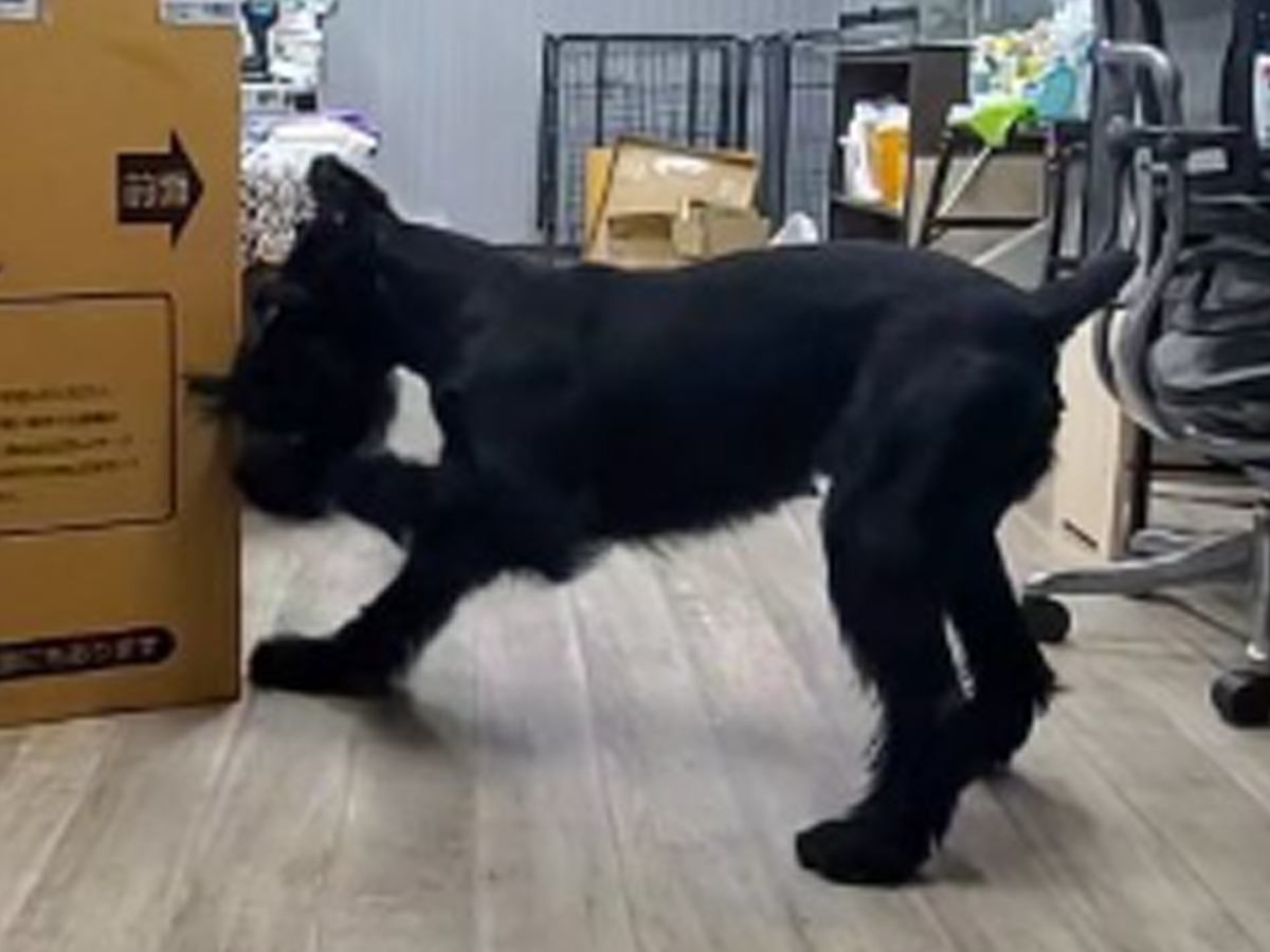 大きいダンボールが手に入ったので『大型犬とかくれんぼをしてみた』結果…絶対にごまかせない光景が63万再生「想像以上にデカかったｗ」