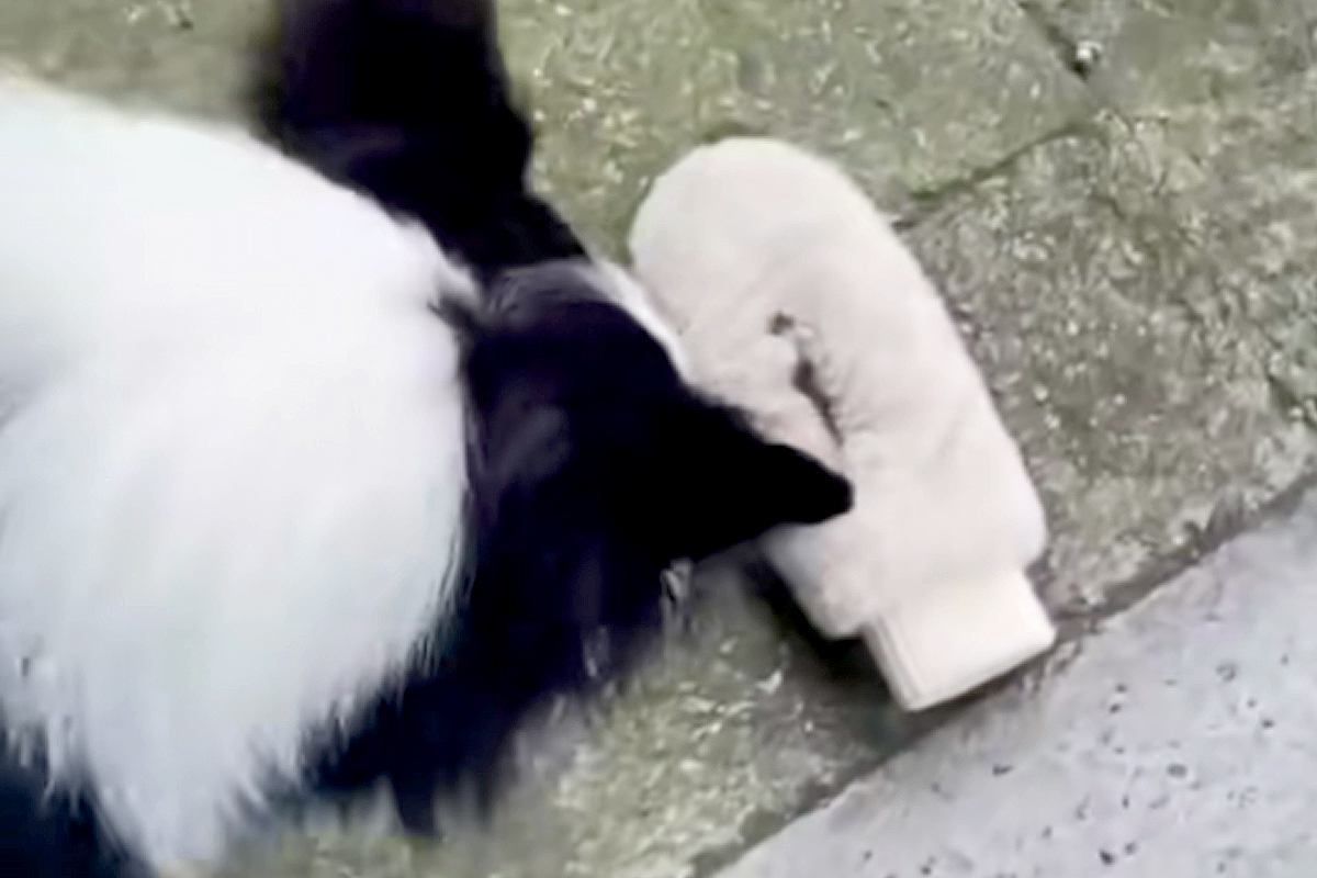 外で落とした手袋を探しに行ってくれた犬→見つけたと思ったら…想定外な『まさかのオチ』に爆笑「厳正な審査の上、違ったみたいｗ」「賢い」