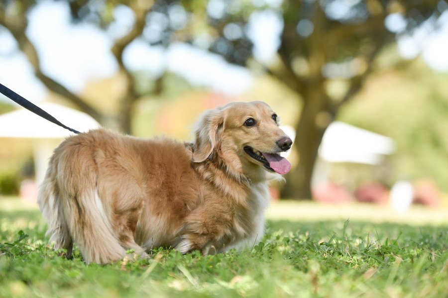 愛犬の『お散歩中の引っ張り癖』を改善する方法3選