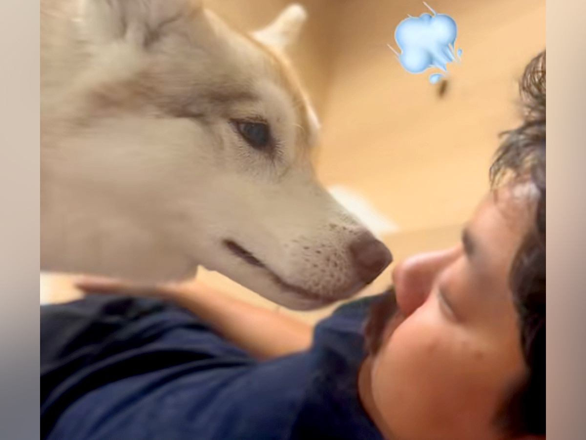 おならの音を『口で真似した』結果→大型犬が…面白すぎる『まさかの反応』が430万再生「最近で1番笑ったww」「どういう感情なのw」と絶賛