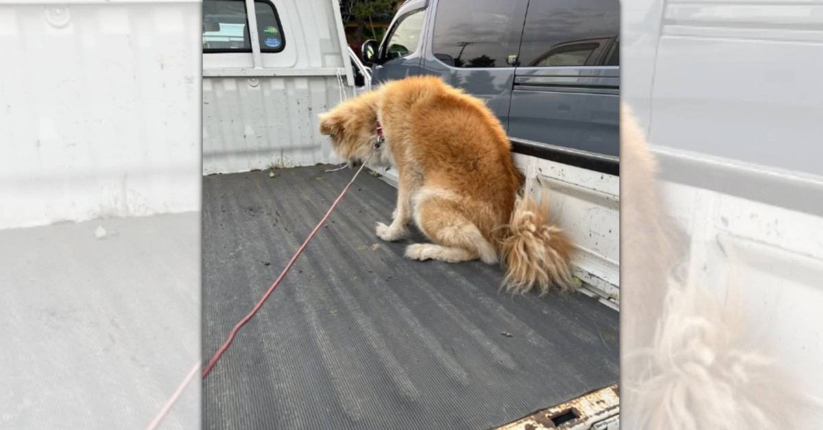 これから洗う…だと！？お風呂嫌いな秋田犬さんの哀愁漂う背中が話題