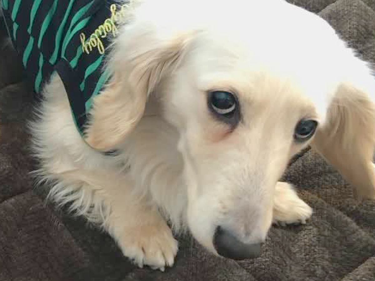 『すべてを恨んでいるような目で…』背中が禿げた悲しい表情の犬を保護→たくさん愛された結果『嘘のような変化』に涙「全然違う」「ありがとう」