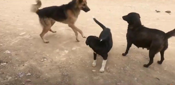 子犬を守る野良犬の姿に感動！愛されパピーの日常