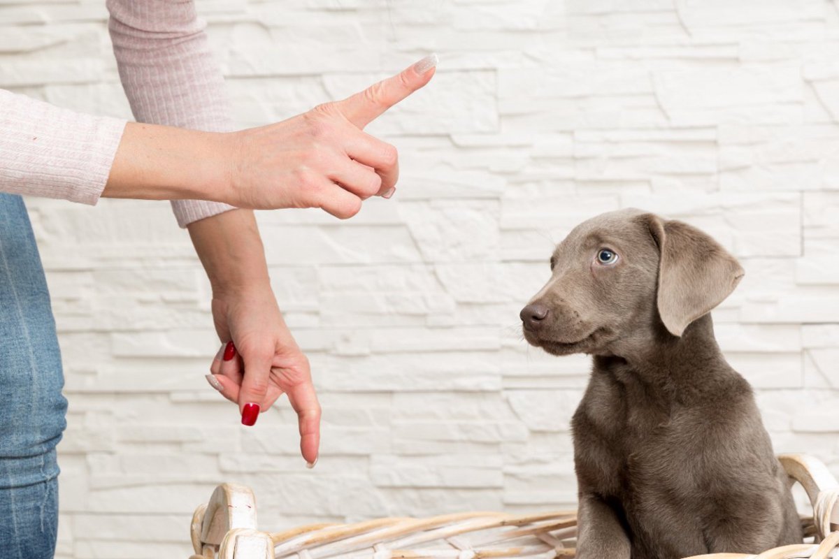 犬に『マテ』を指示する時にしてはいけないNG行為3選