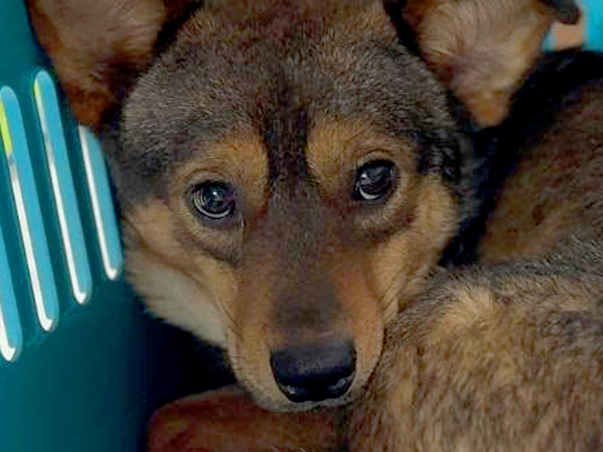 人間が苦手で『恐怖に怯えていた犬』を保護→たくさんの愛情を与えて50日後…当時では考えられない『嘘のような表情』に15万再生の反響