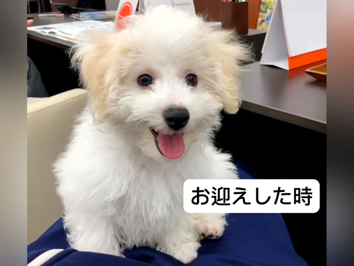 フワフワの赤ちゃん犬を飼って『5キロくらいになるかな』と思っていたら…予想もつかなかった衝撃のビフォーアフターが話題「可愛すぎる」