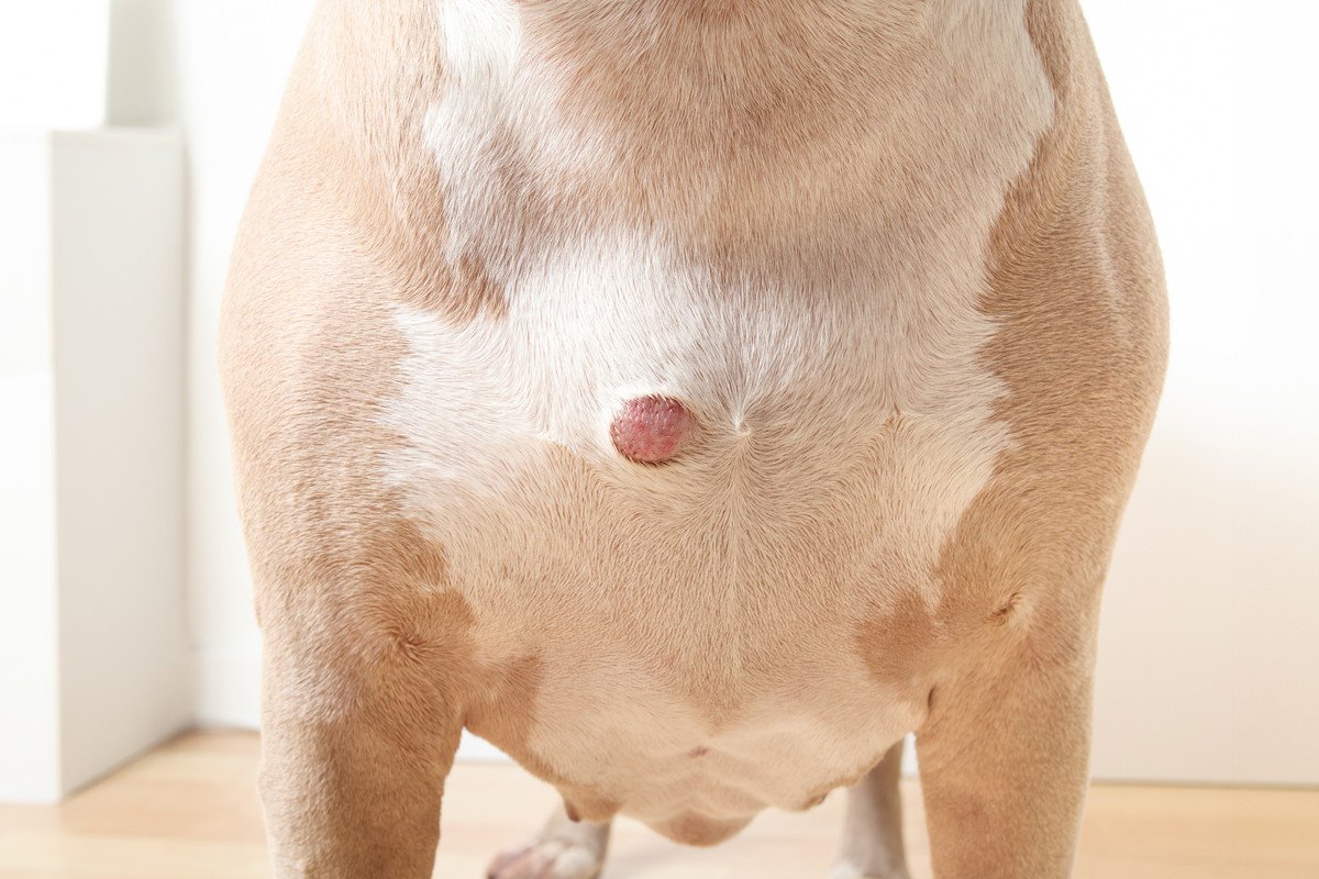 犬の体に『しこり』を見つけたらどうすべき？考えられる病気や受診のサインまで