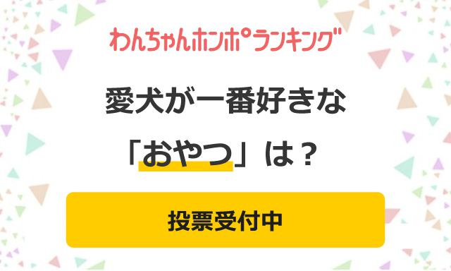 【投票受付中】愛犬が一番好きな「おやつ」は？