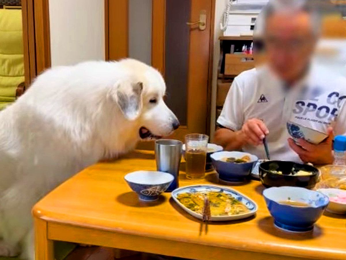 おじいちゃんがご飯を食べていたら、隣に超大型犬が…絶対無視できない『とんでもない圧力』が195万回再生「座高同じで草」「敗北必至」と爆笑