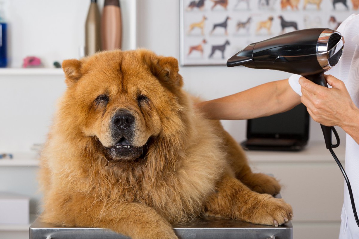 犬が怖がりやすい『家電』5選　大きな音は犬にとってストレスに繋がるかも