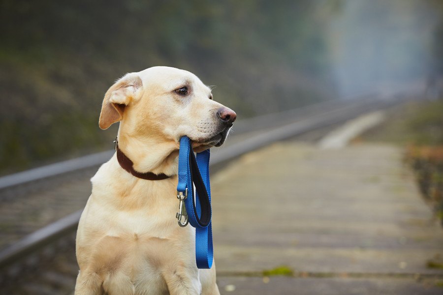 災害が起きて愛犬と離ればなれになってしまった時、一番にやるべきこと