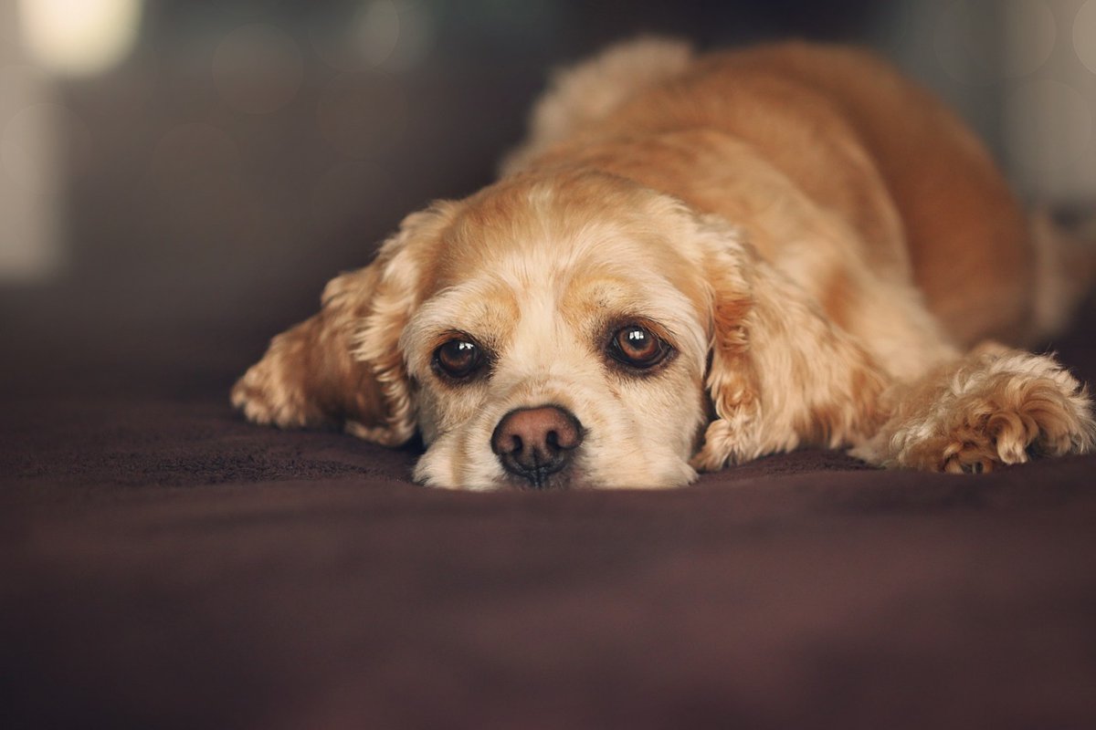 【実はしっかりできていないことが多い】愛犬のブラッシングの落とし穴