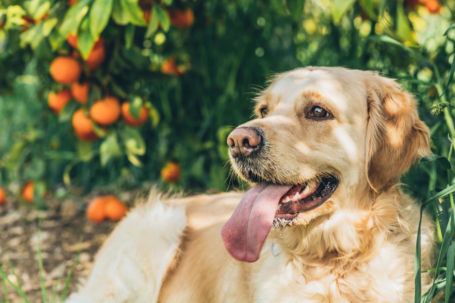 愛犬と一緒に楽しめるフルーツ狩りスポット4選