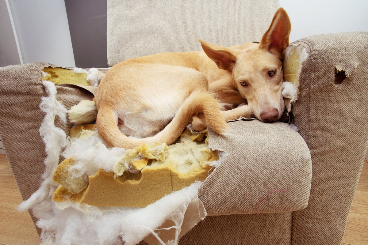 なぜ犬は家具を噛んでしまうの？4つの理由と心理ごとの対処法とは？