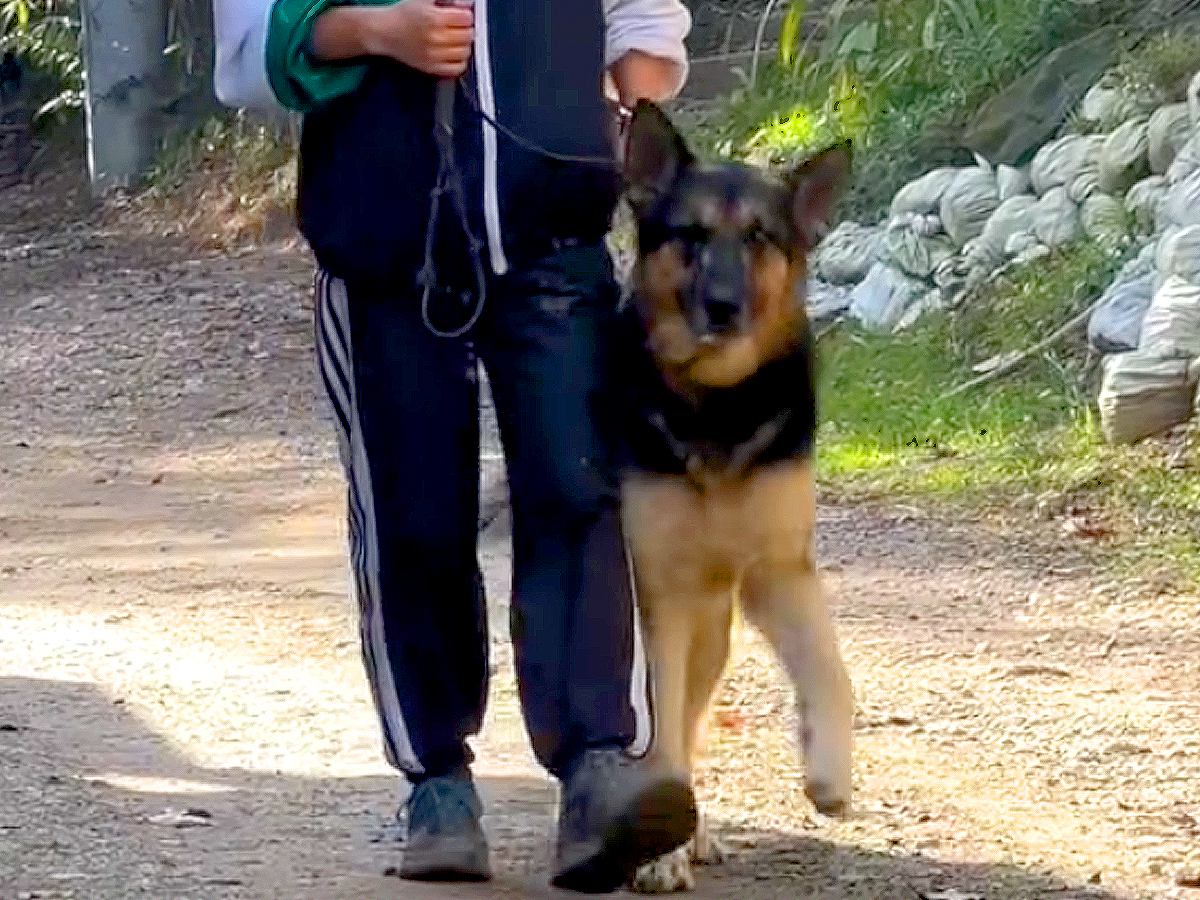 ３ヶ月ぶりに帰国したパパが『突然目の前に現れたら』大型犬が…気づいた瞬間の『尊すぎる反応』が15万再生「鈍感で可愛いｗ」「間が最高」