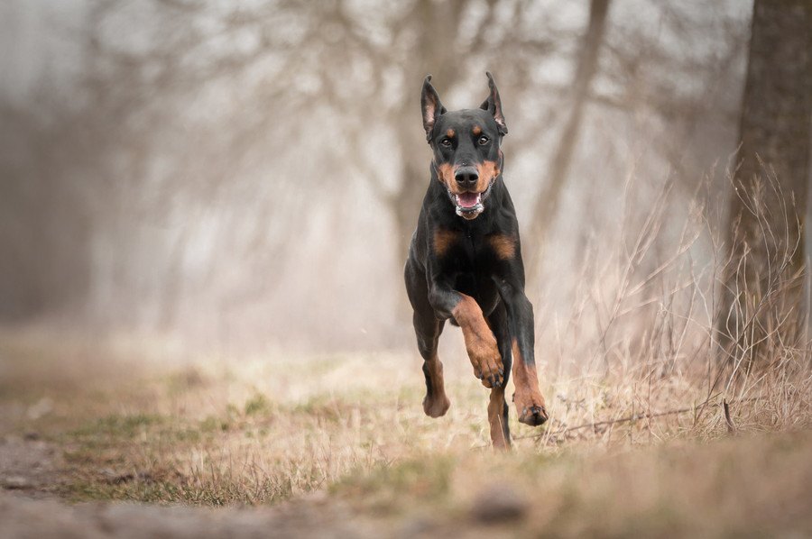 犬のドーベルマンの性格と特徴、歴史やしつけ方法まで