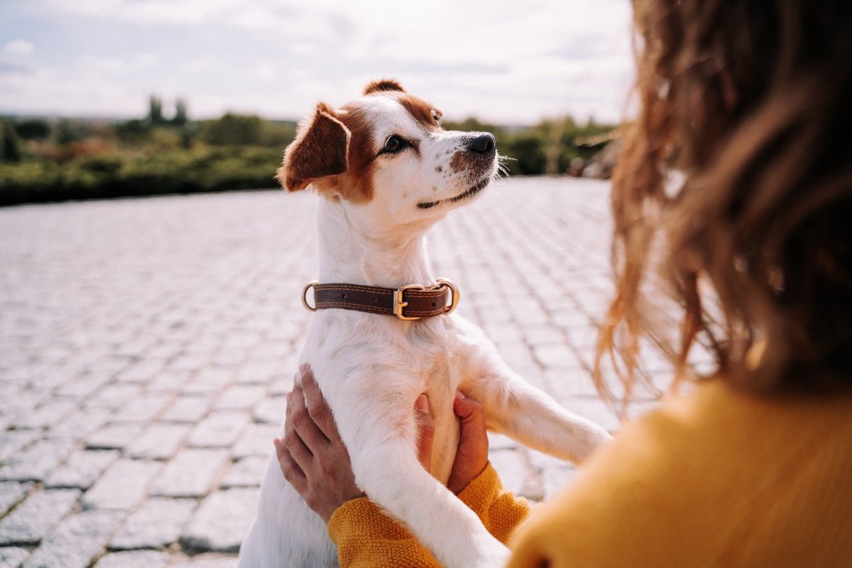 犬はどんな場面で『幸せ』を感じているの？今日から試したい「愛犬の幸福度を上げる方法」も