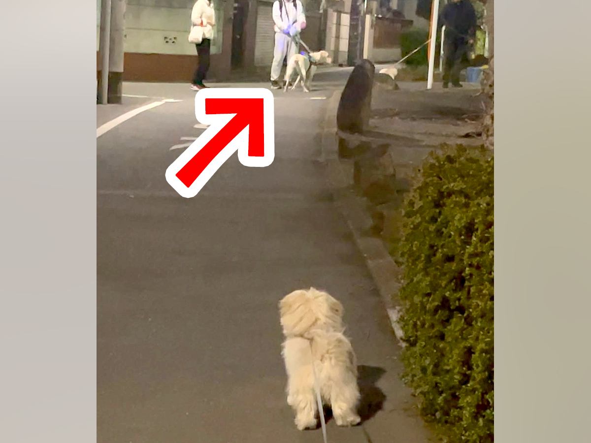 仲良しの犬が『他の犬と挨拶』していたら…嫉妬した犬の『束縛激しめな光景』が89万再生「犬だから許されるｗｗ」「なんて尊いの」と絶賛の声
