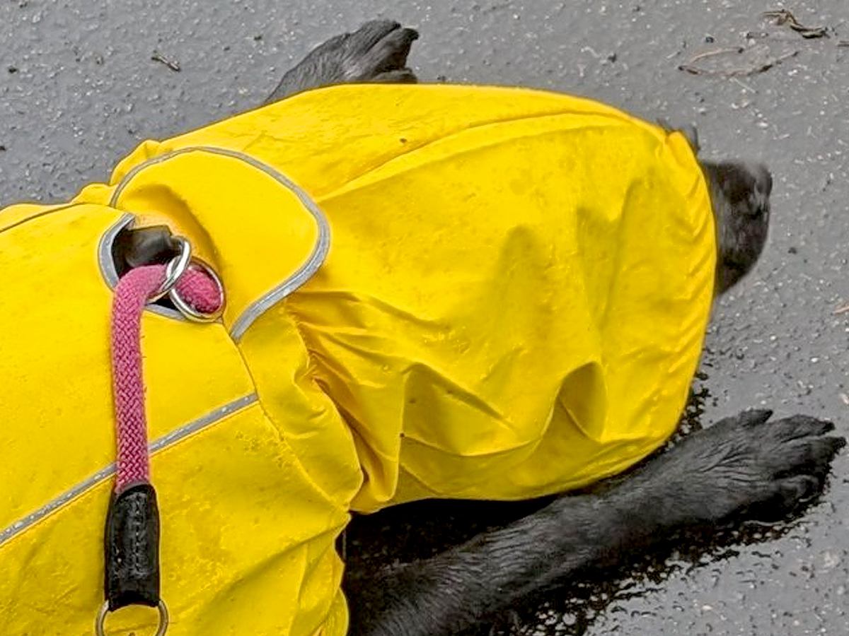 雨ガッパを着て散歩に出かけた大型犬→濡れないと思ったら…悲劇的すぎる『まさかの行動』に3万いいね「やめてーー」「あーあって声出たｗ」