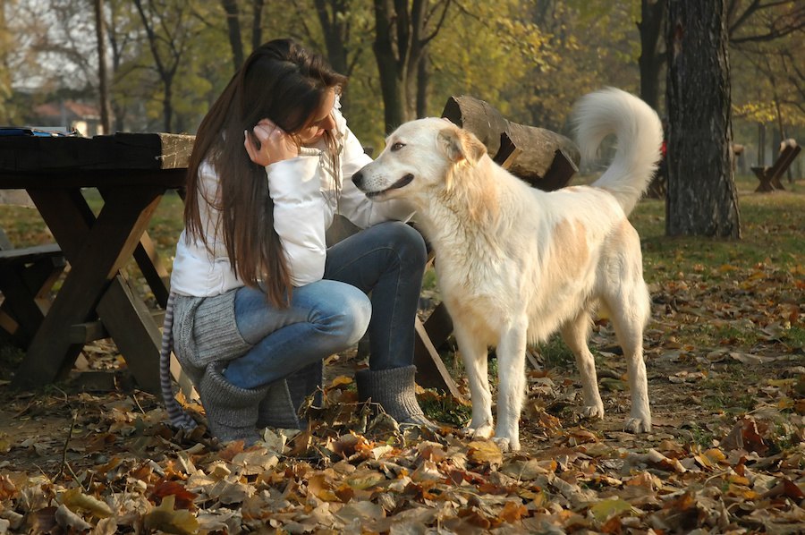 犬に好かれる方法やコツ5選！すぐに仲良しになれる可能性も？