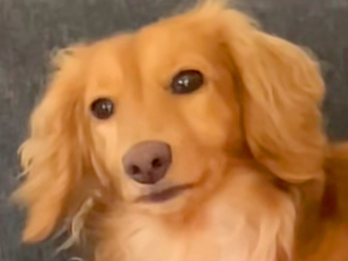 犬が吠える瞬間を撮影→だんだん控えめになっていって…思わず笑ってしまう『まさかの光景』が10万再生「口元ジワる」「なんかイケメンｗ」