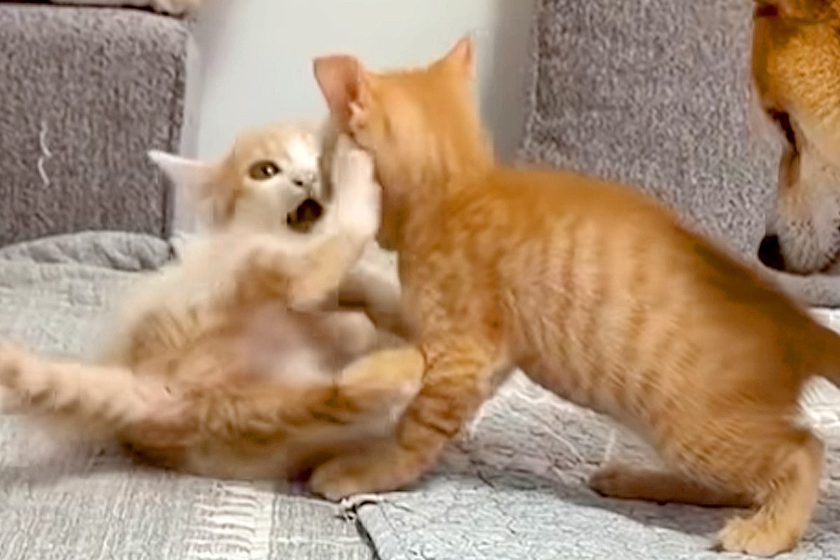 2匹の子猫が遊んでいたら『ぼくも混ざりたい』と犬が近づいて…一生懸命『仲間入り』しようとする光景が43万再生「健気」「表情がたまらない」