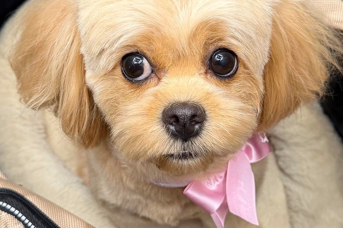 犬のトリミングで『カットのオーダーを間違えてしまった』結果…思っているのと違う『まさかの髪型』が50万表示「爆笑した」「完全一致ｗｗ」