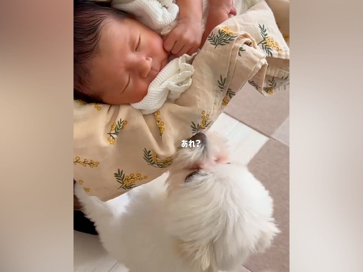 初対面の赤ちゃんを怖がり震えていた犬→だんだん距離が近づいて、現在は…尊すぎる『本当のお姉ちゃんのような光景』に反響「キュンとした」