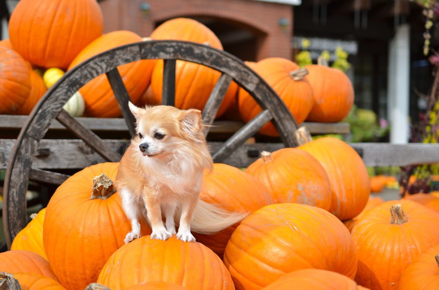 犬はかぼちゃを食べても大丈夫？与え方や栄養、簡単レシピまで