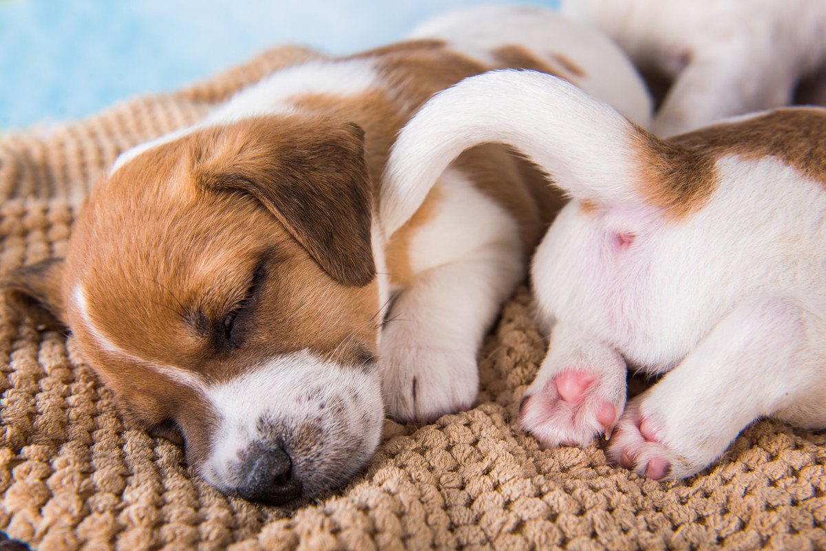 犬が『寝ながらシッポを振る』時の心理4選