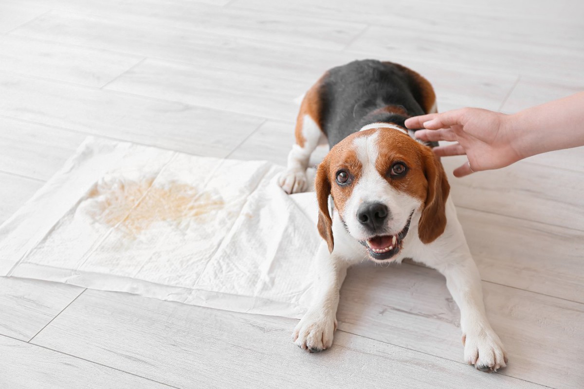 犬にしてはいけない『トイレトレーニング』4選！間違った教え方は誤解されてしまう可能性も