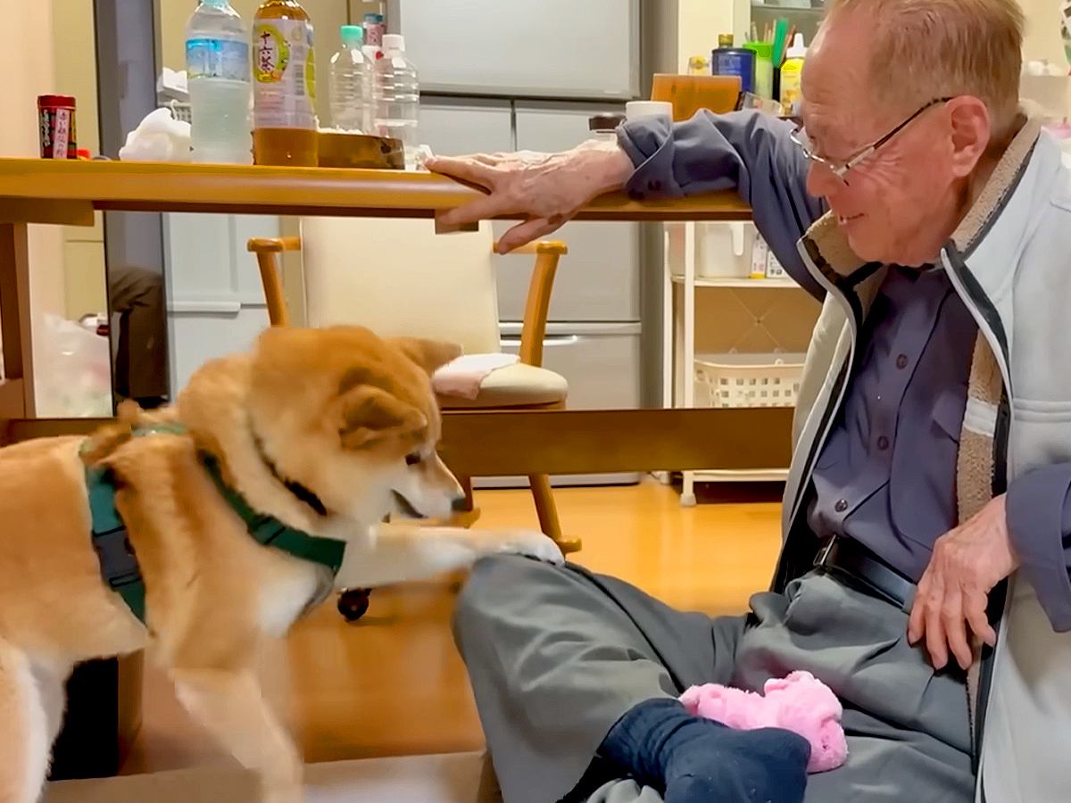 おじいちゃんを遊びに誘った犬→からかわれてしまい…逆ギレをする光景と尊いやり取りが7万再生「孫のよう」「言い返してるｗ」と絶賛の声