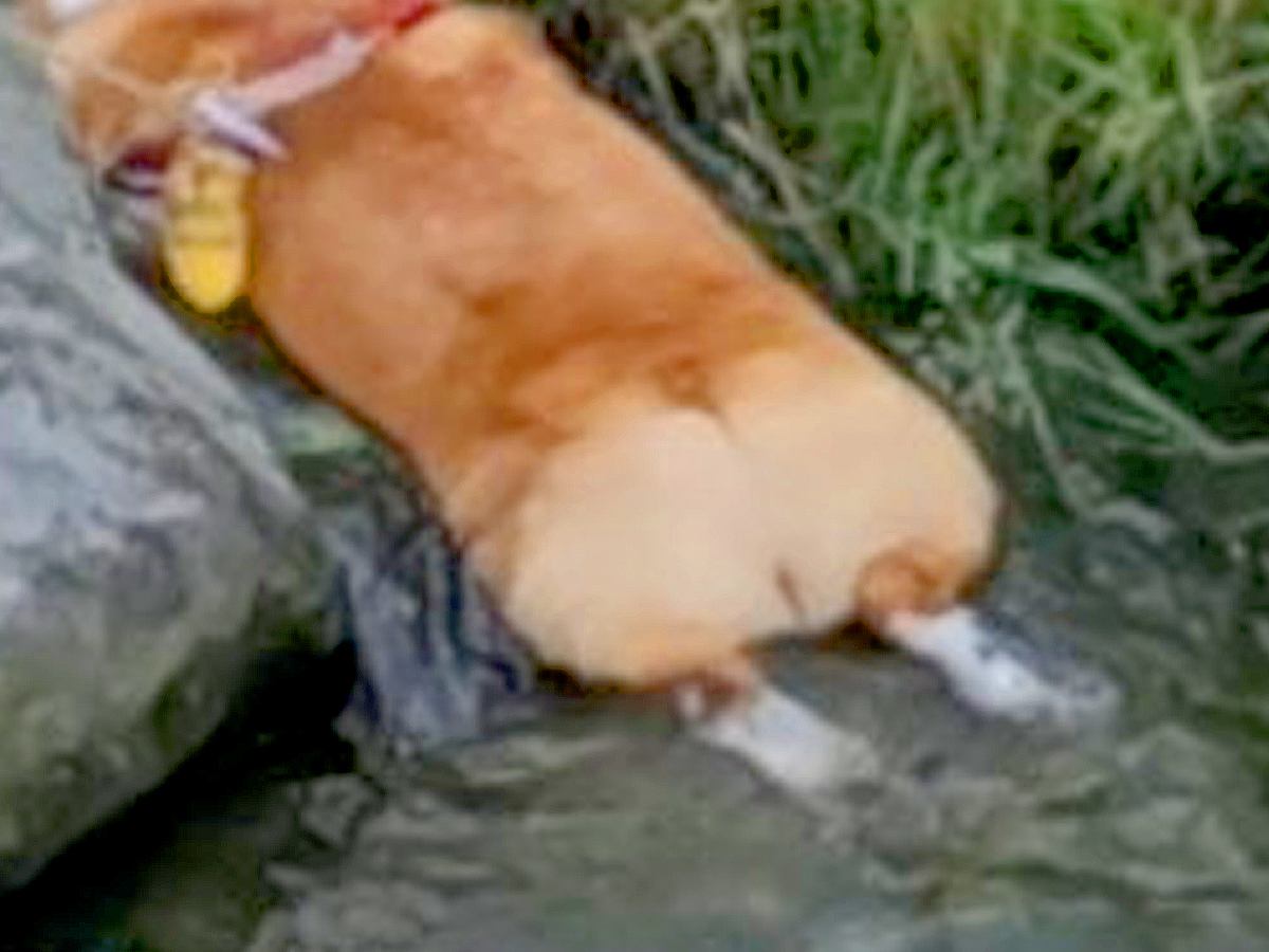 夏、散歩中に水で体を冷やす犬→想定以上に『気持ちよさそうな光景』に19万いいね集まる「食パンの川流れ」「冷やしコーギーｗ」と大反響