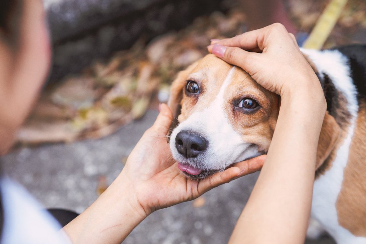 犬が失明する危険な『目の病気』6選　手遅れになる前に日頃からできる予防法はあるの？