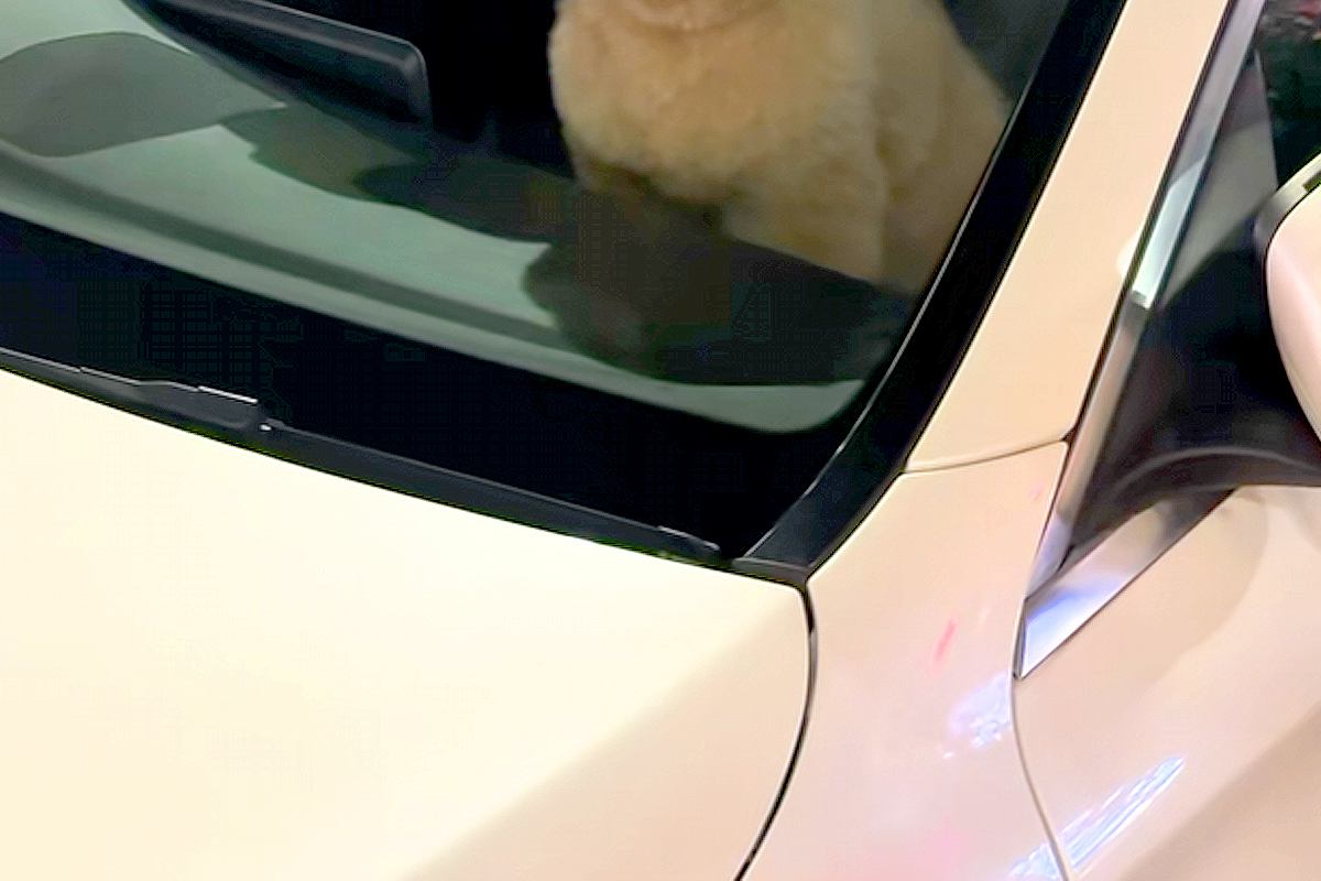 1分間だけ『犬に車で待ってもらった』結果→戻ったら『助手席』にいて…思わず二度見する光景が65万再生「疲れ吹き飛んだｗ」「おじさんで草」