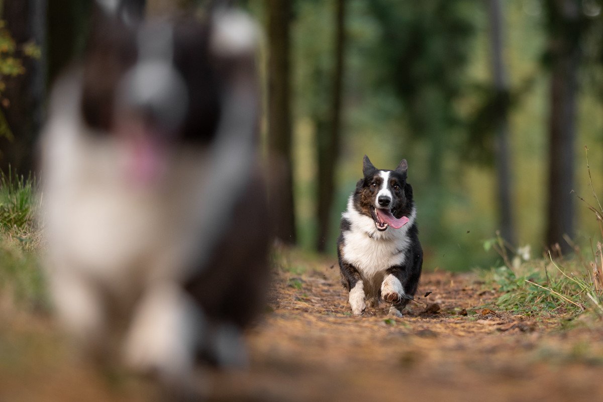 犬がみせる『本能的な行動』9つ　野性味溢れる仕草の意味や止めさせる方法までご紹介