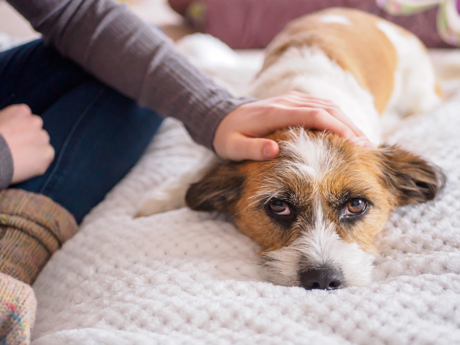 犬の鳴き方や声がおかしい時の３つの心理と考えられる病気