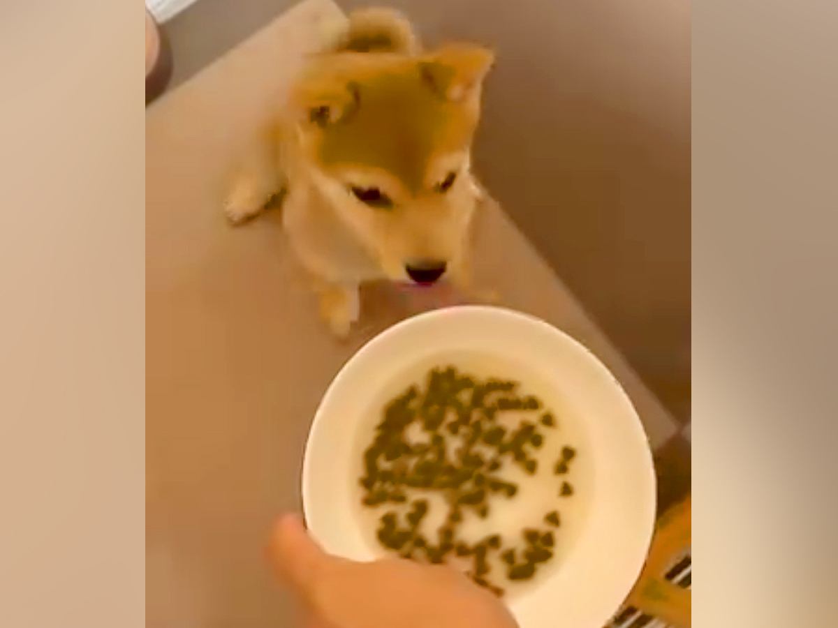 ご飯を与える前の赤ちゃん犬に『初めての待て』をさせてみた結果→とんでもなく可愛い我慢が103万再生「クセになる動き」「ジタバタしてるｗ」