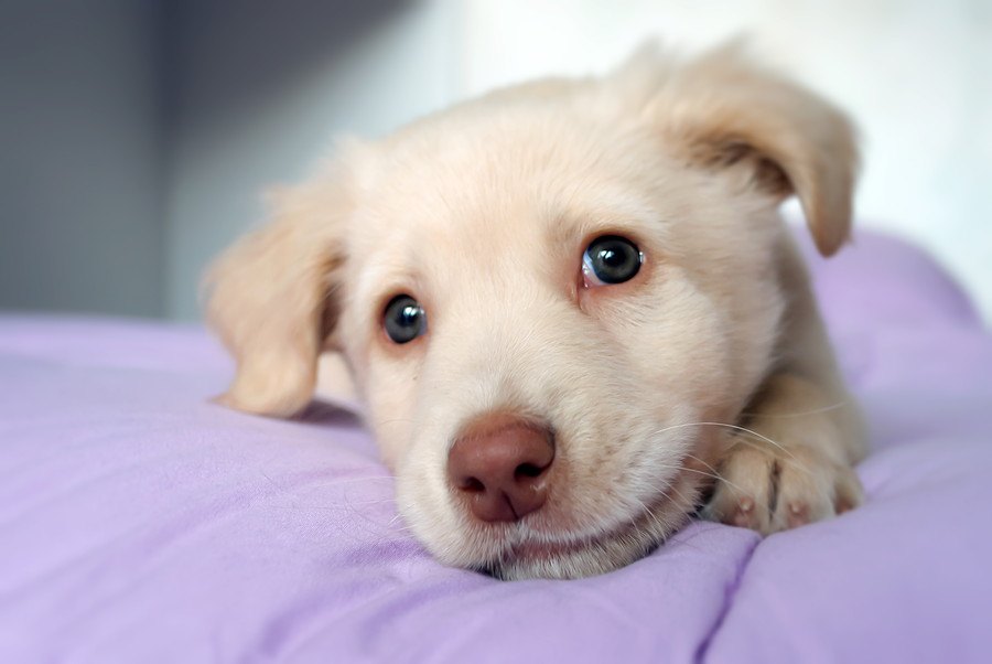 保護犬を飼う時に絶対しなければならない３つのこと