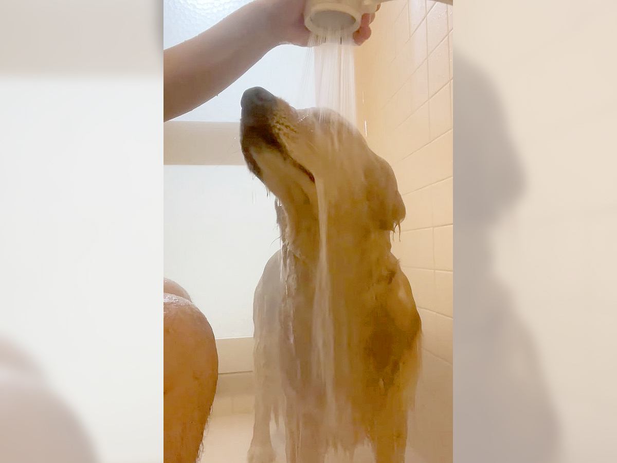 『お風呂が好きすぎる犬』が"ほぼ人間"だと話題に！46万再生を突破したシャワーを堪能する光景に「お利口さん」「アザラシみたいｗ」の声
