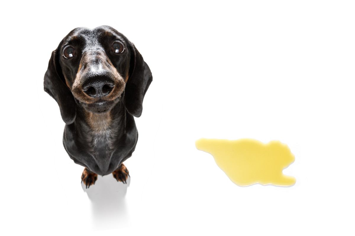犬が『うれしょん』してしまう心理４選　漏らしてしまう理由や具体的な改善方法まで解説