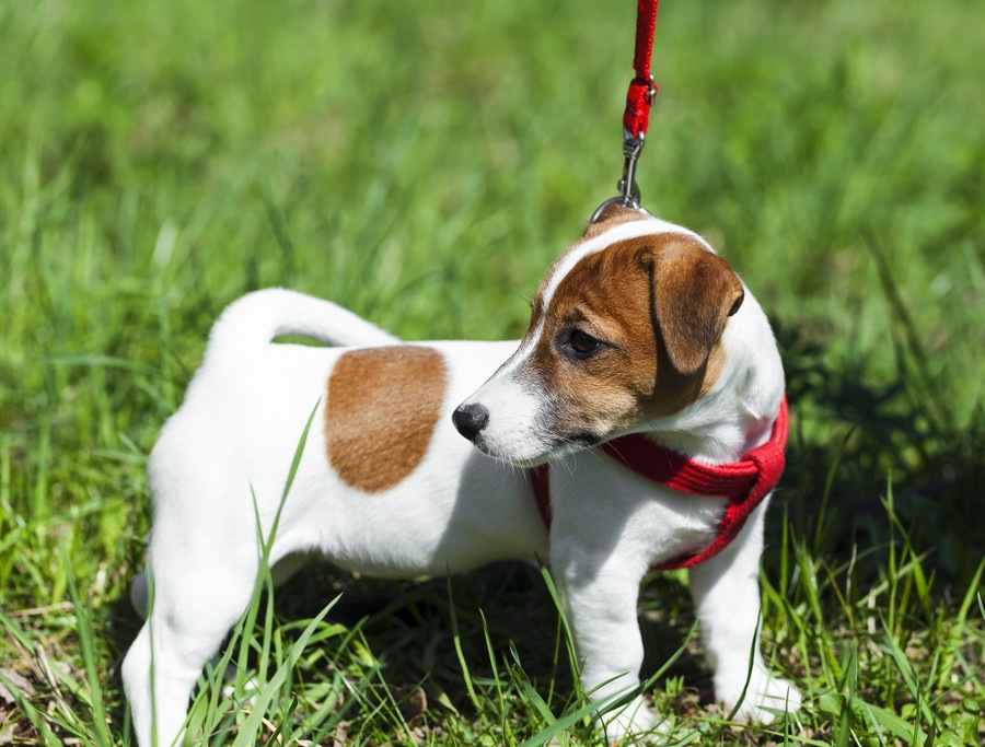 お散歩嫌いな犬が抱いている3つの気持ち