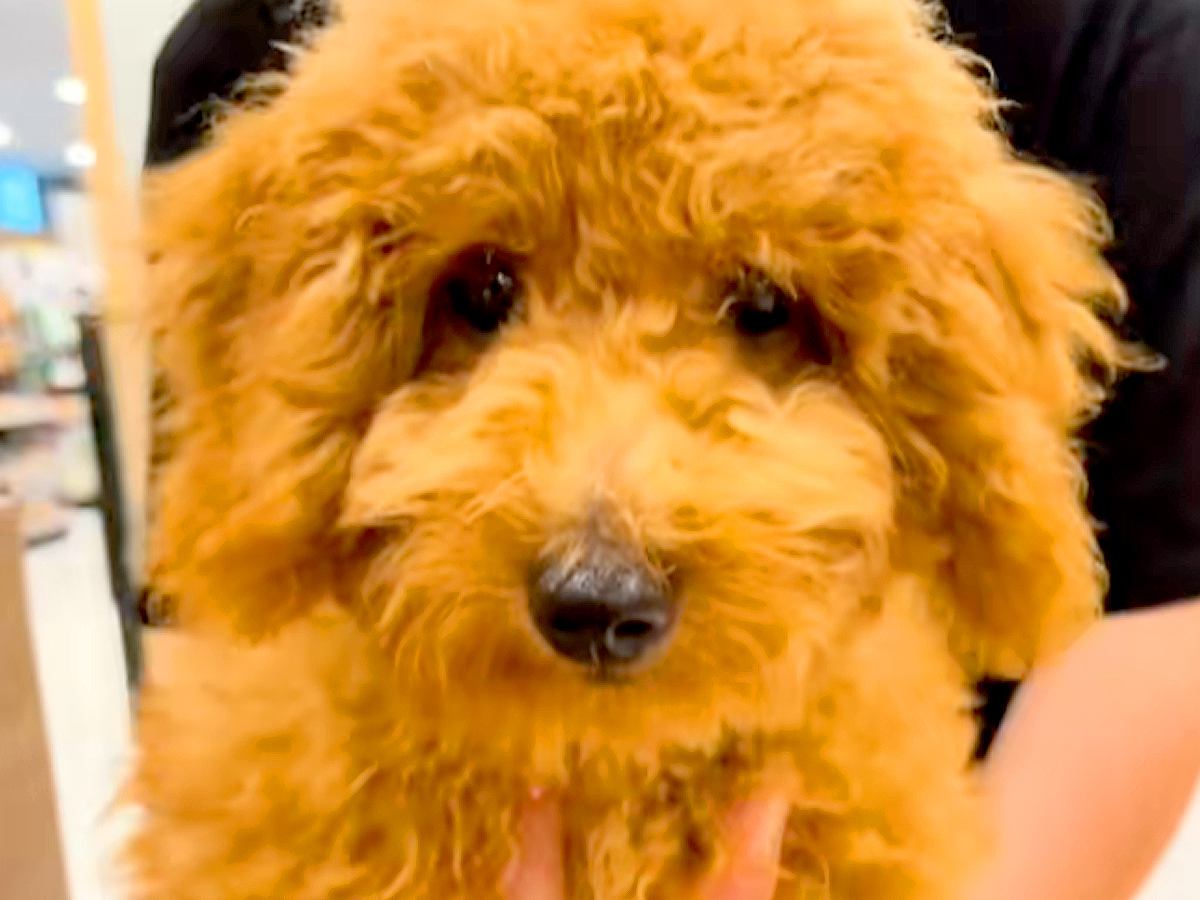 5万円で売れ残っていた犬→『夫の反対』を押し切り飼った結果…涙溢れる『まさかの光景』に反響「迎えられる運命だった」「幸せそう」と3万再生