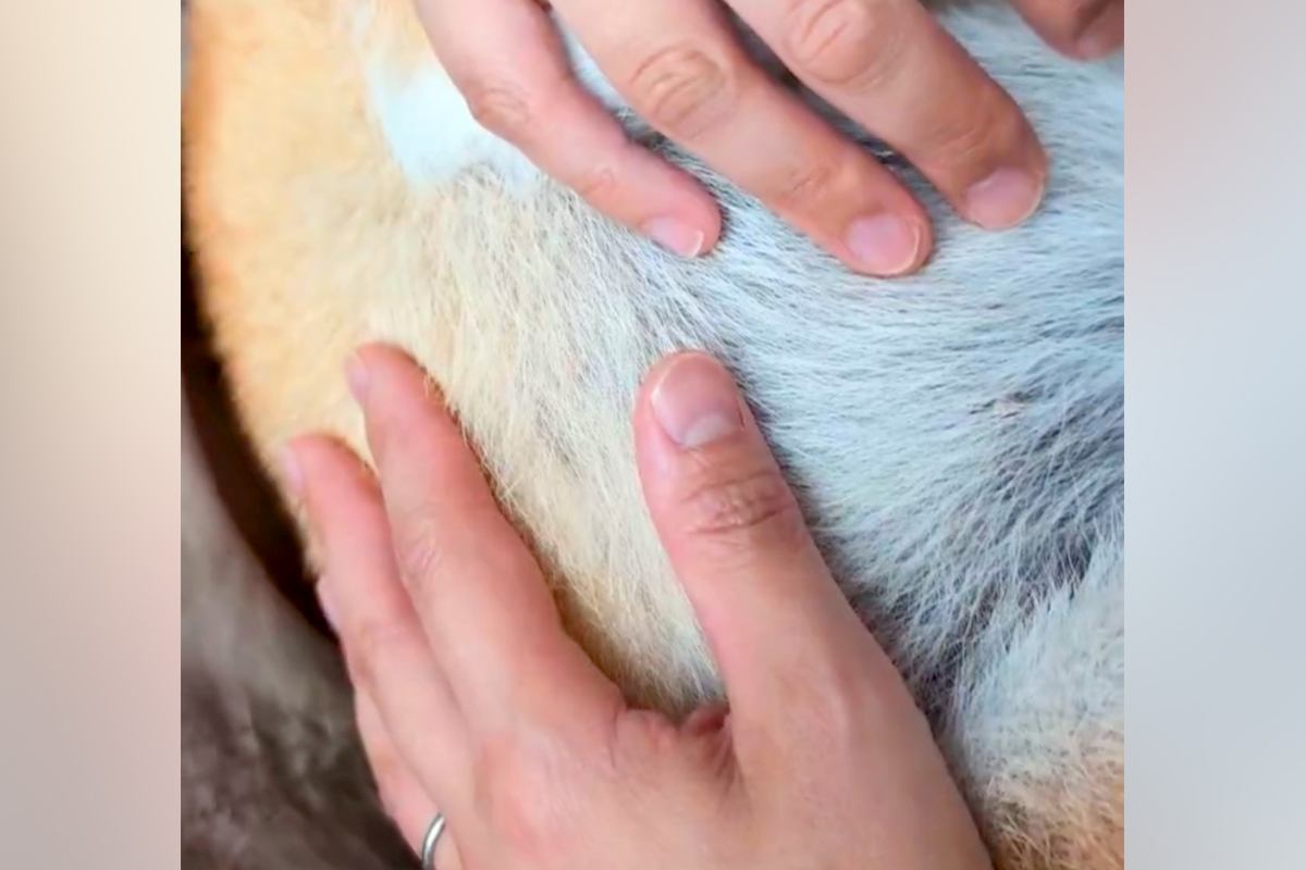 人間の赤ちゃんと同じように、犬を『抱っこでトントン』した結果→顔を見ると…『まさかの表情』に5万いいね「なんて安らかｗ」「たまらない」