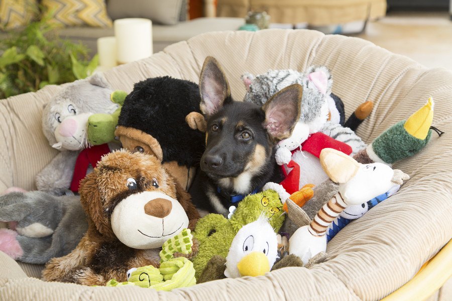 犬が遊びに飽きてしまう理由３つ！飽きさせずに遊ばせるには？